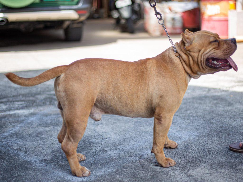 pit bull