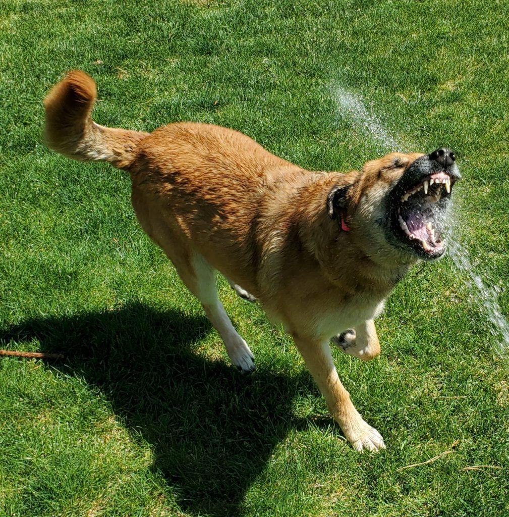 My Dog Doesn't Bite