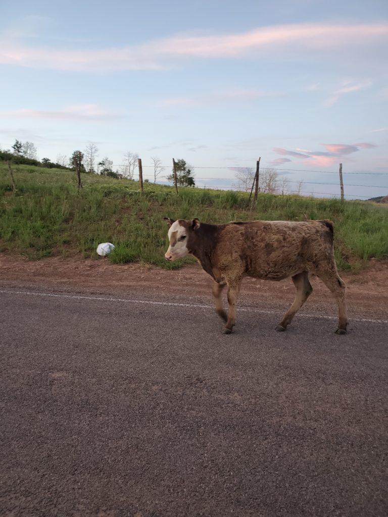 Home on the free range