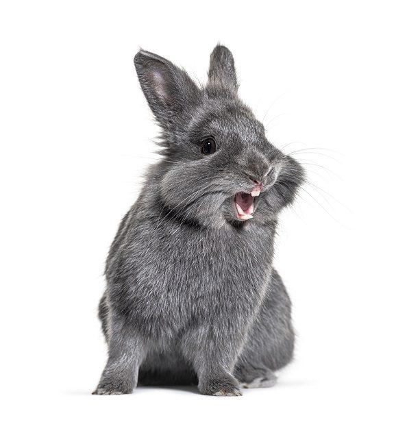 One weird trick, a bunny, and ChatGPT